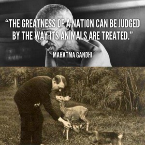 Gandhi Animals